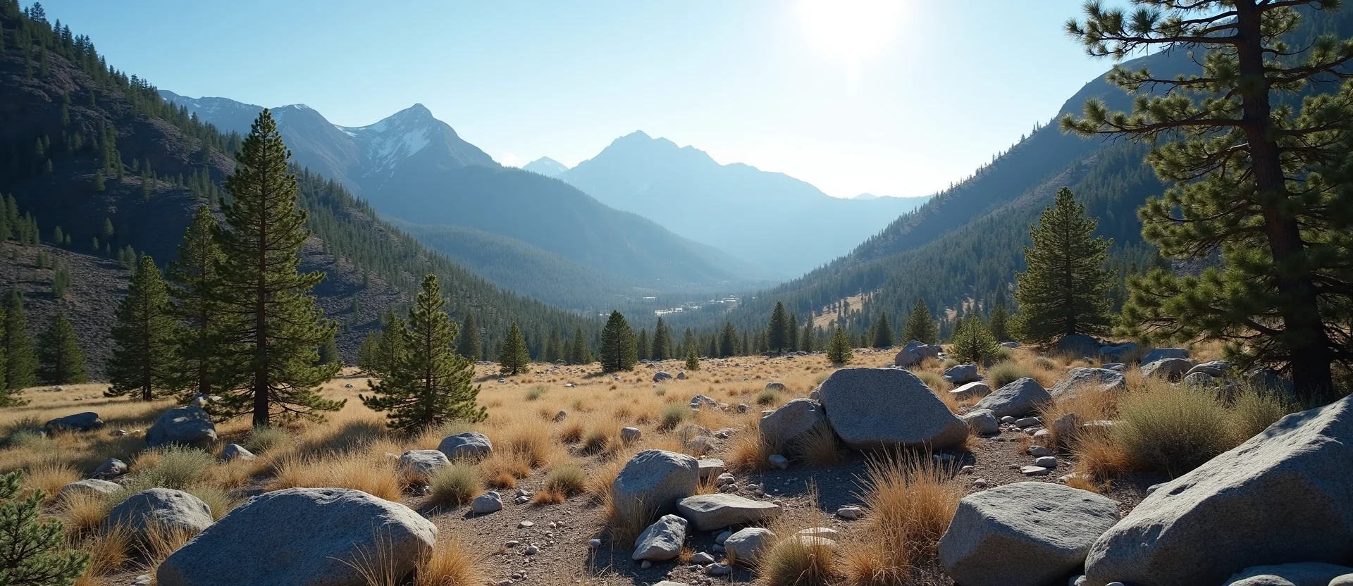 Symbolizing Identity/Local: A local Ponderosa Pine Washoe Valley floor. - AI Generated