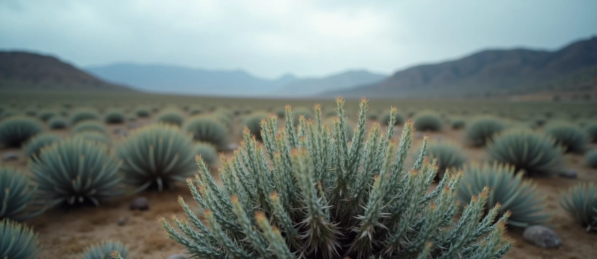 Symbolizing Flow/Cleansing: A local Desert Peach raindrops on desert leaves. - AI Generated