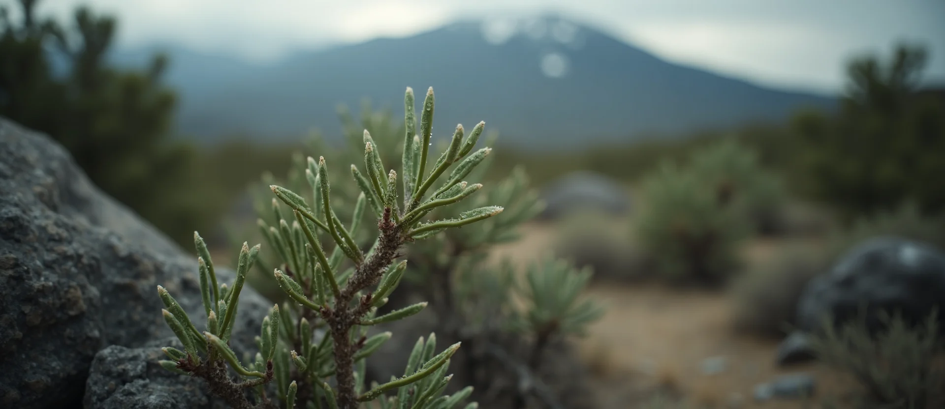 Symbolizing Flow/Cleansing: A local Manzanita raindrops on desert leaves. - AI Generated