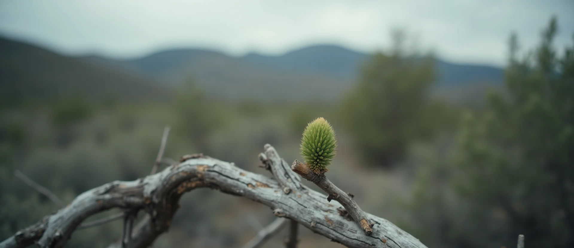 Symbolizing Seed/New Beginning: A local Sierra Juniper new green bud on a branch. - AI Generated