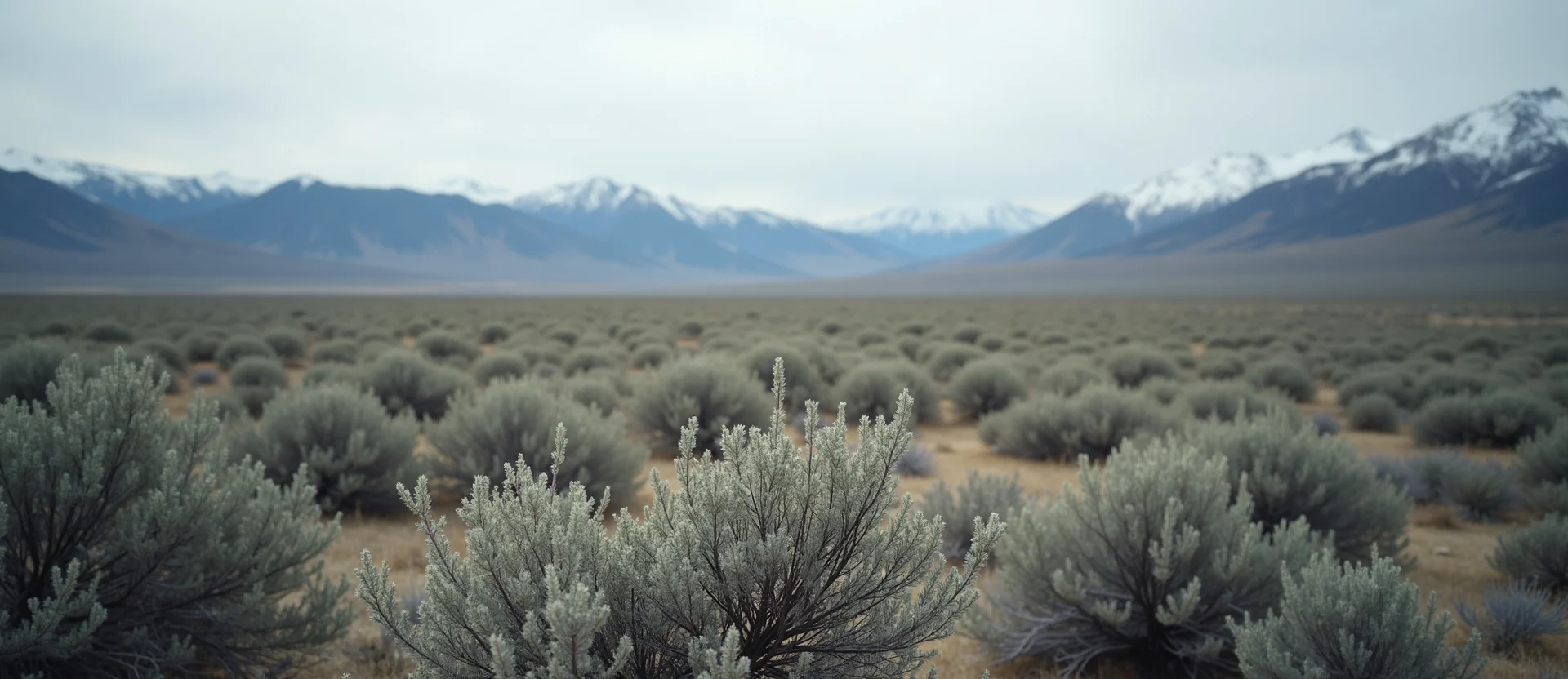 Symbolizing Stability/Peak: A local Manzanita distant Sierra horizon. - AI Generated