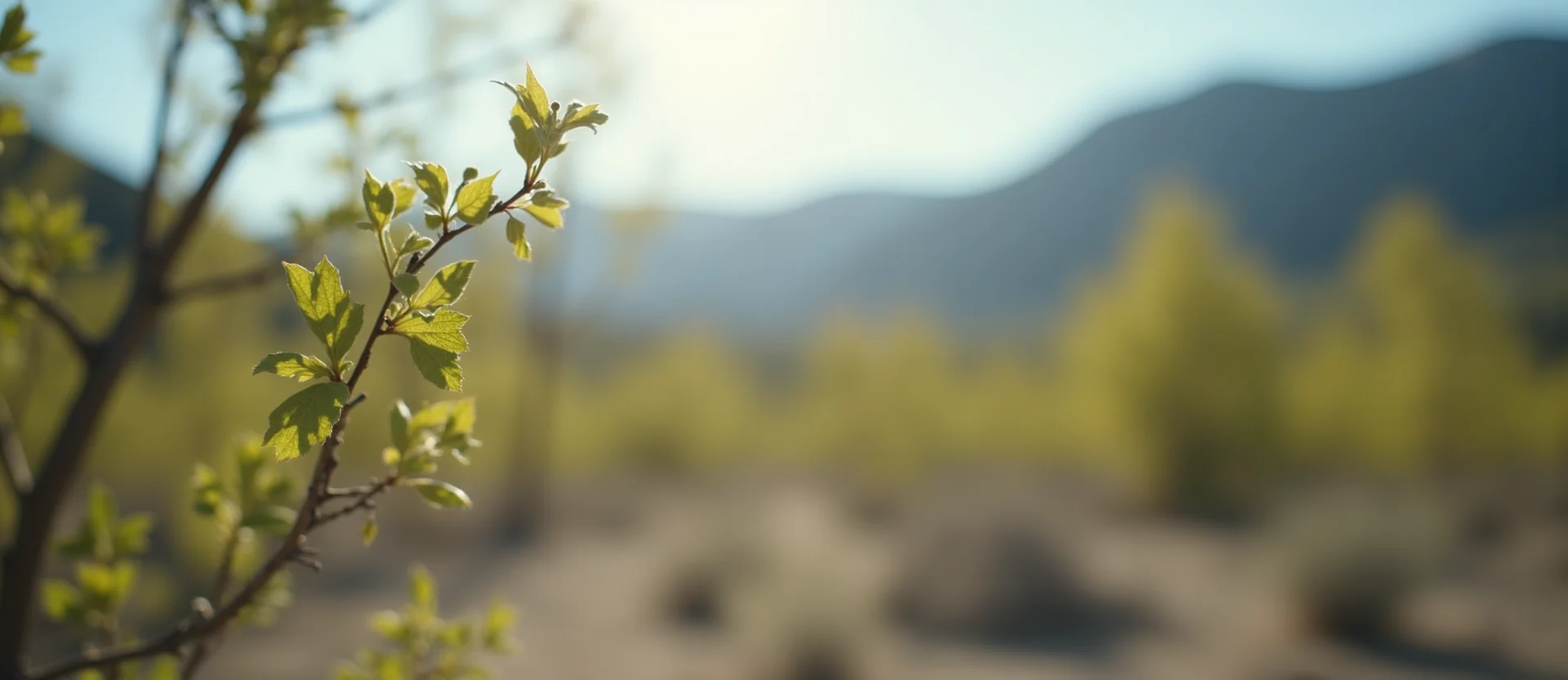 Symbolizing Growth/Resilience: A local Desert Peach new branch reaching for the sky. - AI Generated