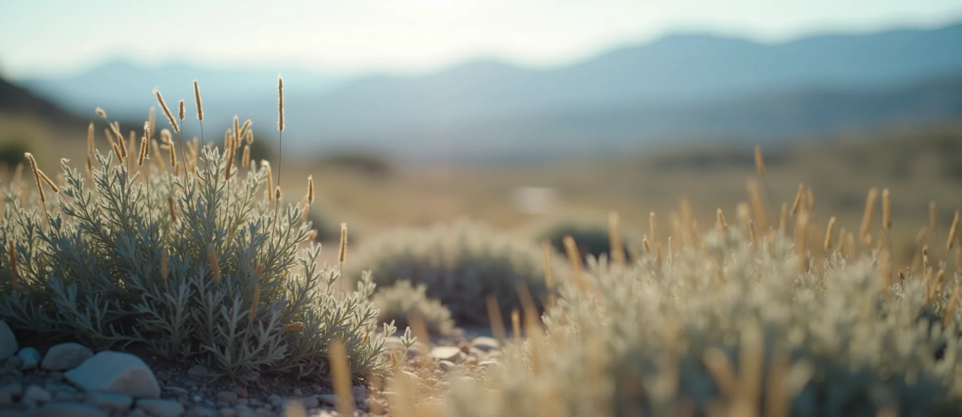 Symbolizing Identity/Local: A local Sagebrush (Artemisia tridentata) Mt. Rose foothills. - AI Generated