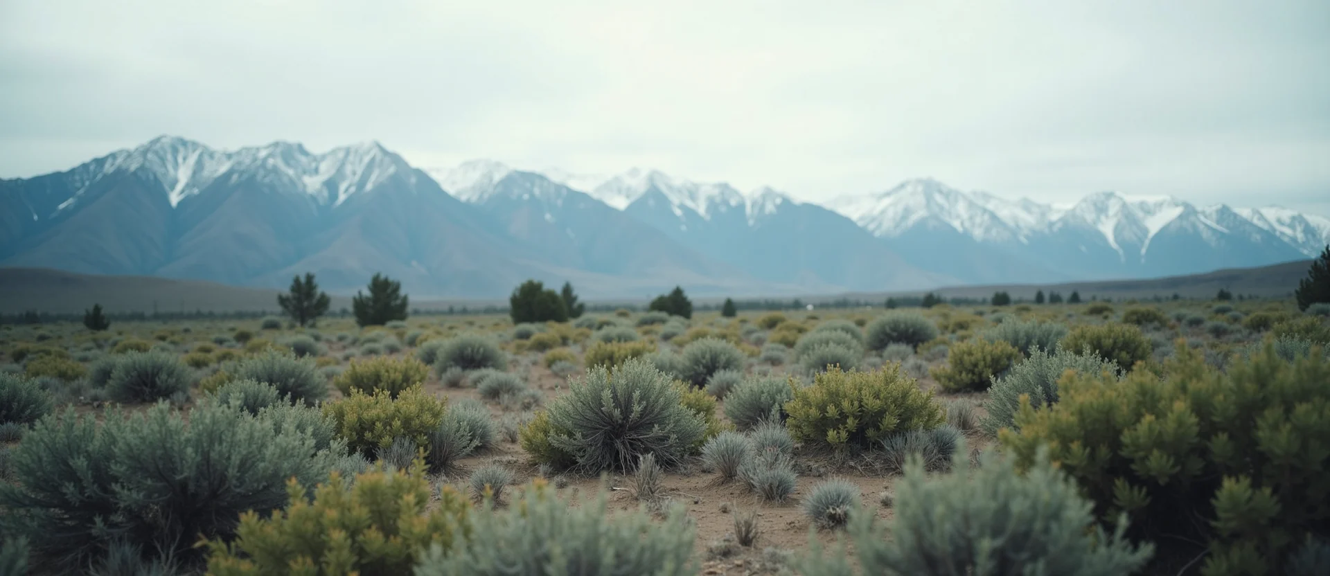 Symbolizing Identity/Local: A local Rabbitbrush Sierra Nevada skyline. - AI Generated