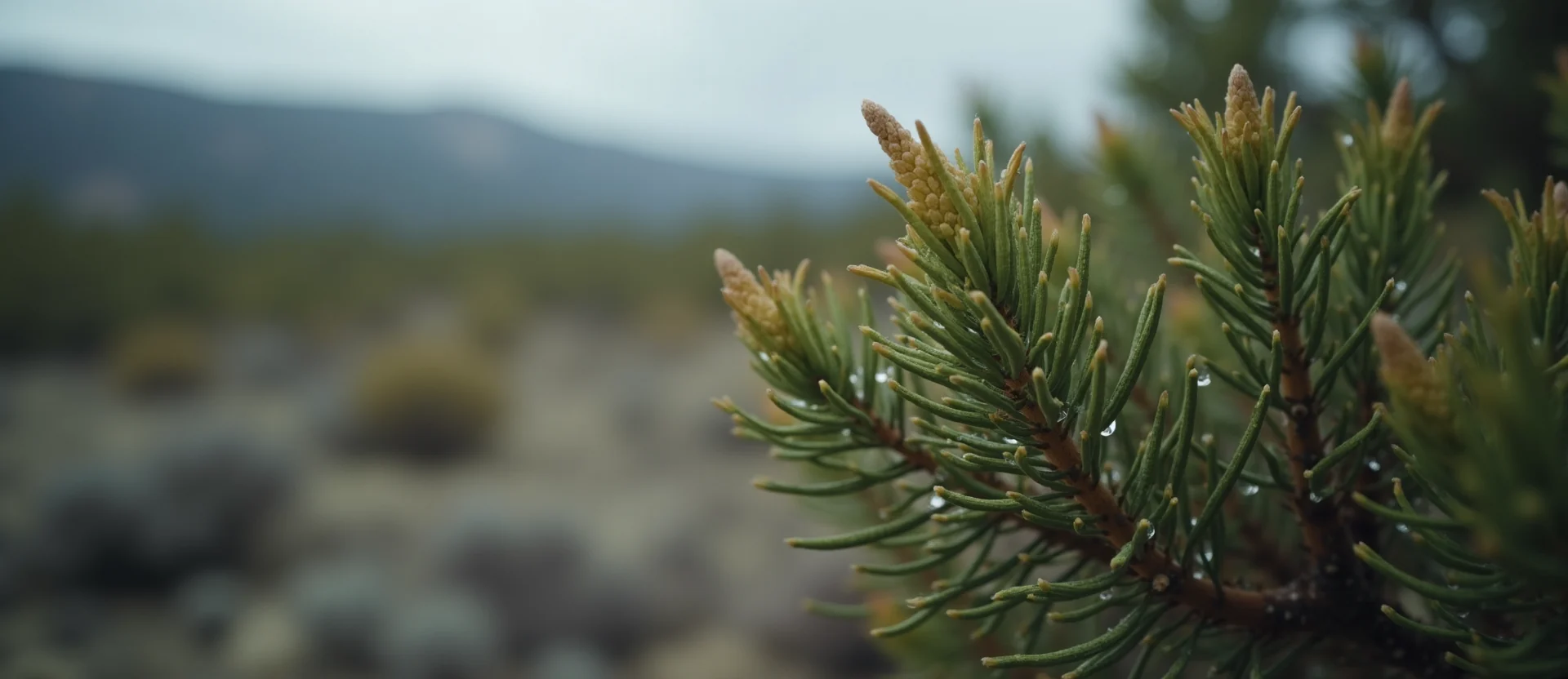 Symbolizing Flow/Cleansing: A local Bitterbrush raindrops on desert leaves. - AI Generated