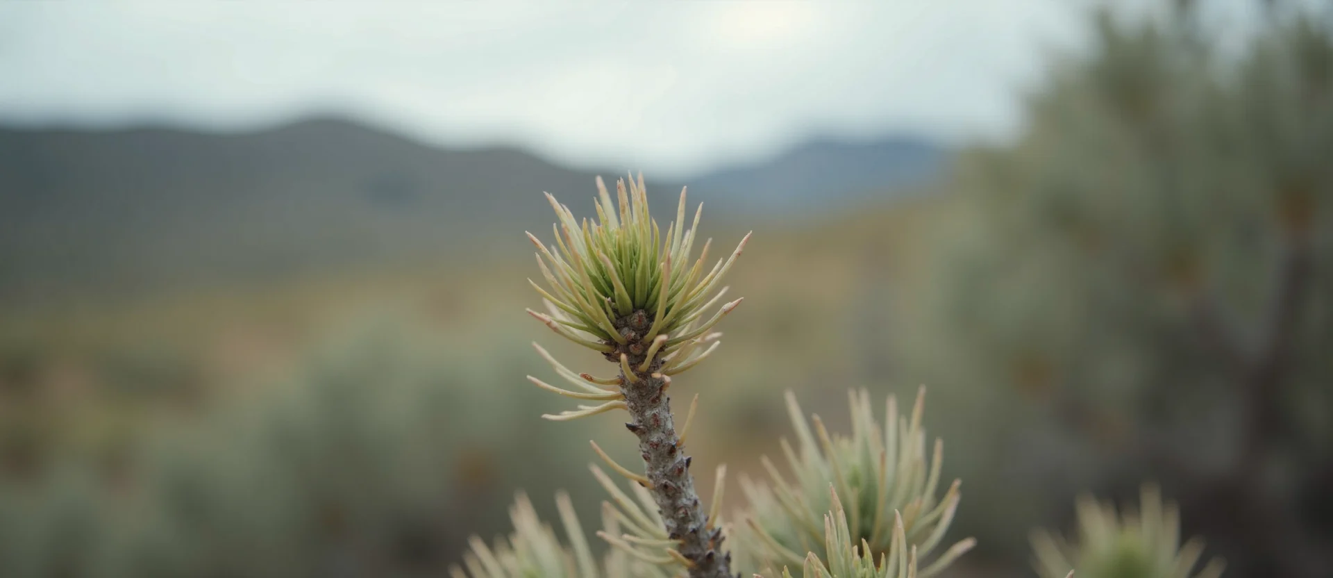 Symbolizing Seed/New Beginning: A local Rabbitbrush new green bud on a branch. - AI Generated