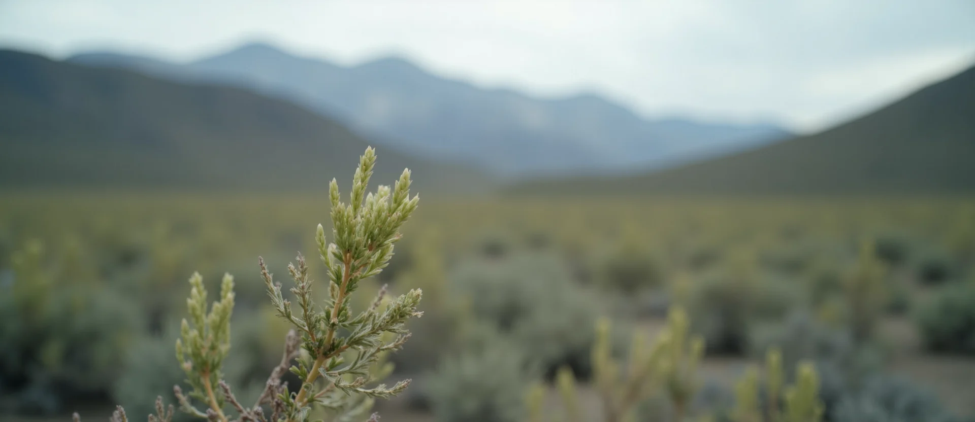 Symbolizing Seed/New Beginning: A local Indian Paintbrush new green bud on a branch. - AI Generated