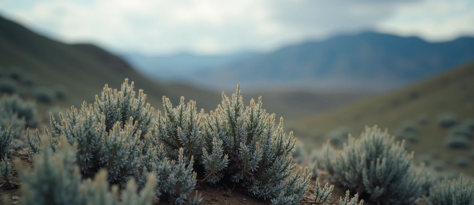 Symbolizing Identity/Local: A local Bitterbrush Peavine Mountain silhouette. - AI Generated