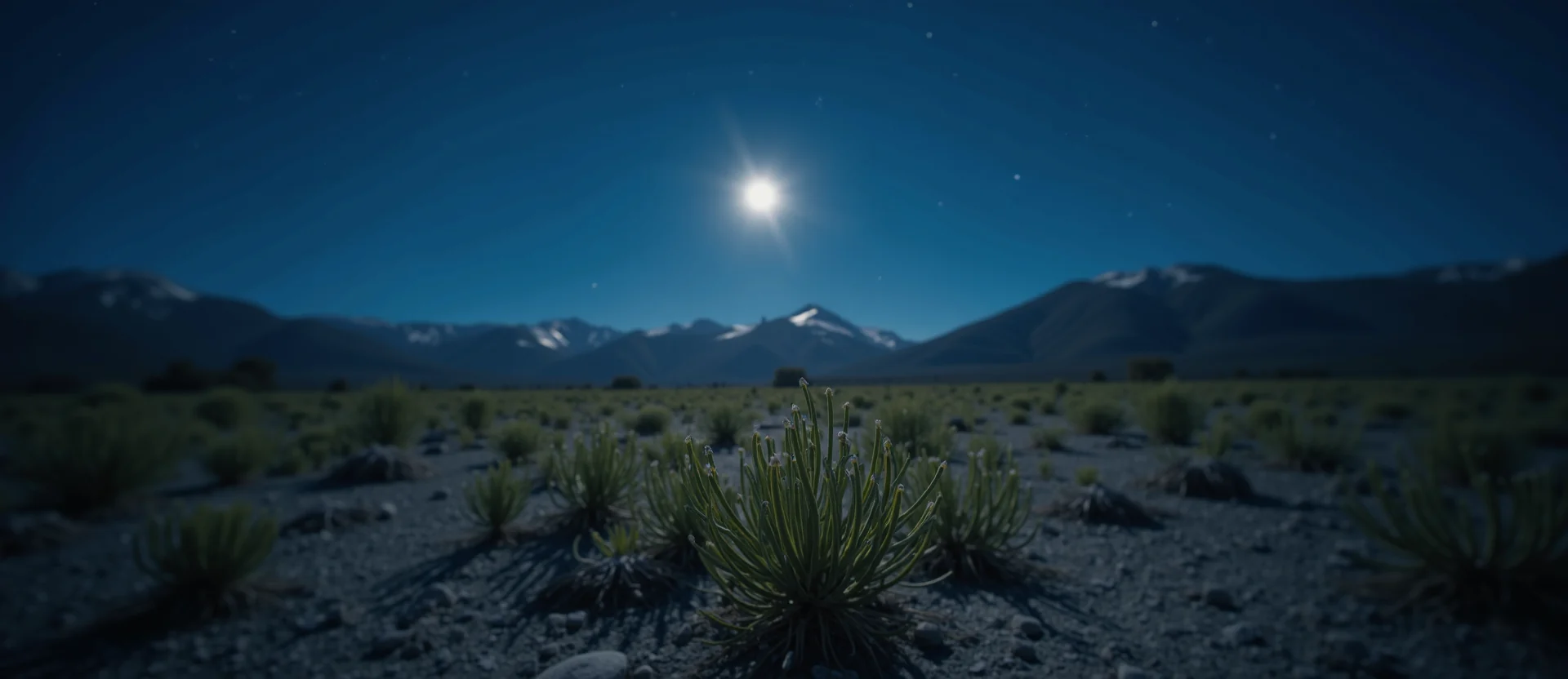 Symbolizing Identity/Local: A local Sagebrush (Artemisia tridentata) Washoe Valley floor. - AI Generated