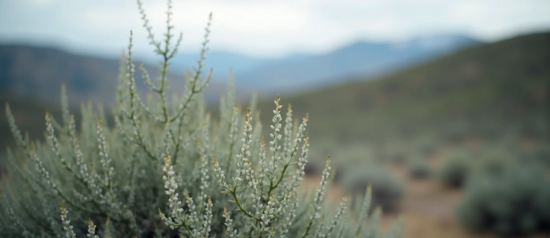 Symbolizing Identity/Local: A local Sagebrush (Artemisia tridentata) Mt. Rose foothills. - AI Generated