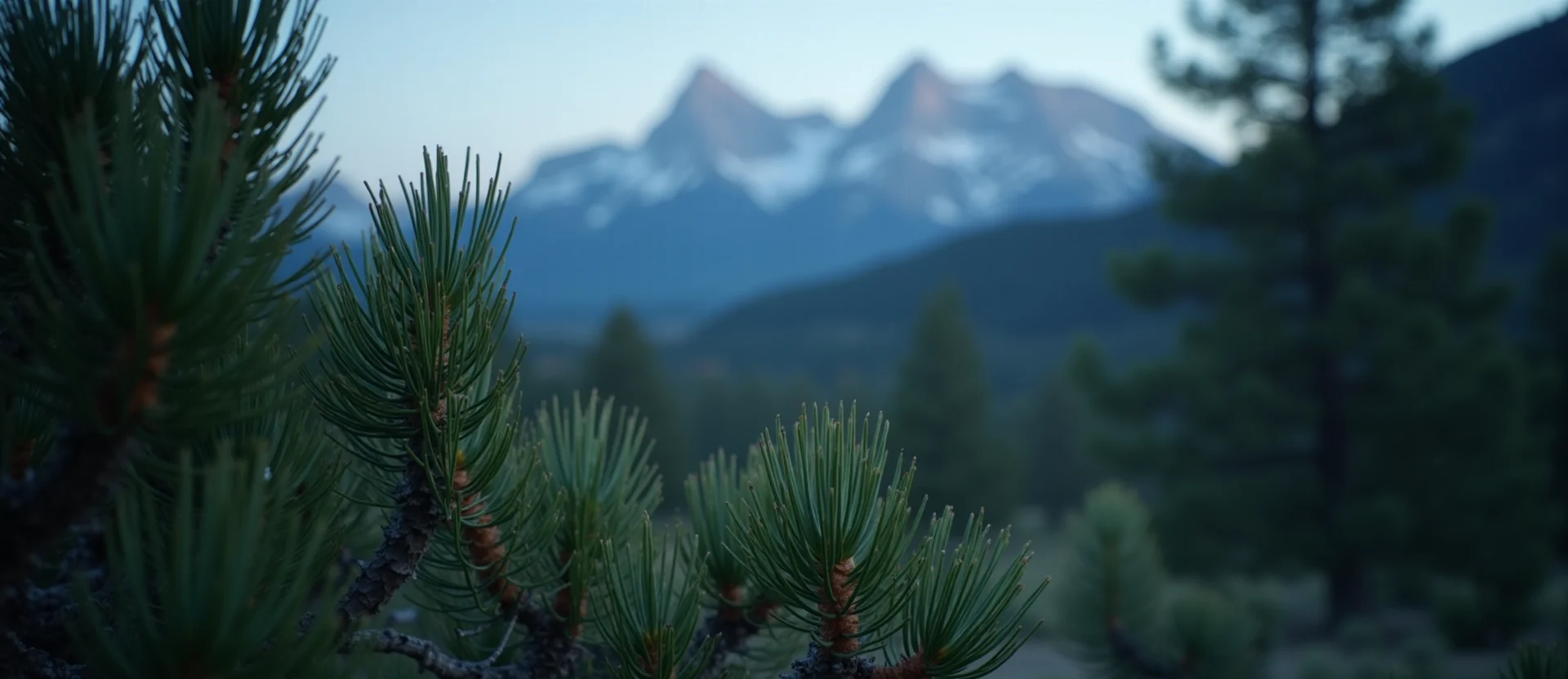 Symbolizing Flow/Cleansing: A local Ponderosa Pine raindrops on desert leaves. - AI Generated