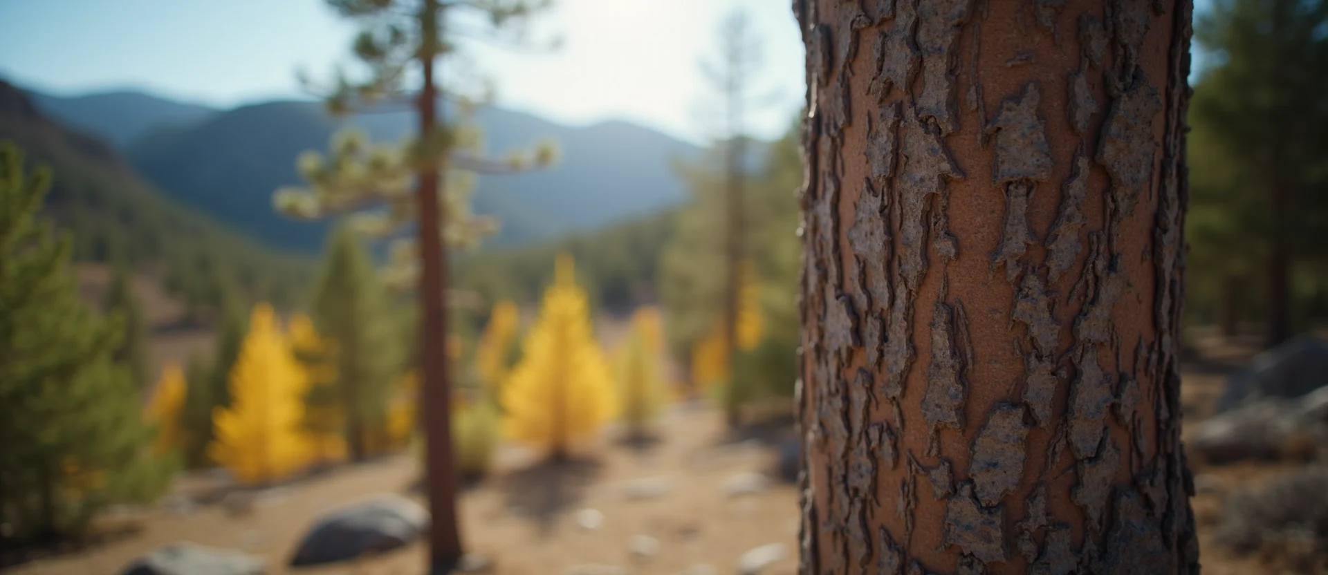Symbolizing Identity/Local: A local Quaking Aspen High Desert vista. - AI Generated