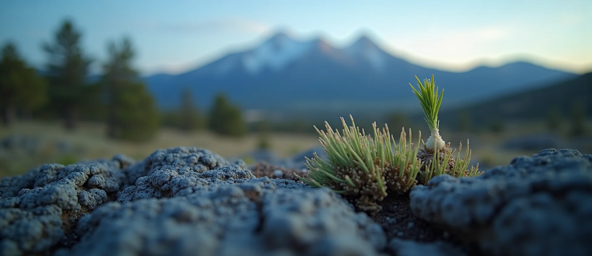 Symbolizing Seed/New Beginning: A local Mountain Mahogany sprouting sagebrush seedling. - AI Generated