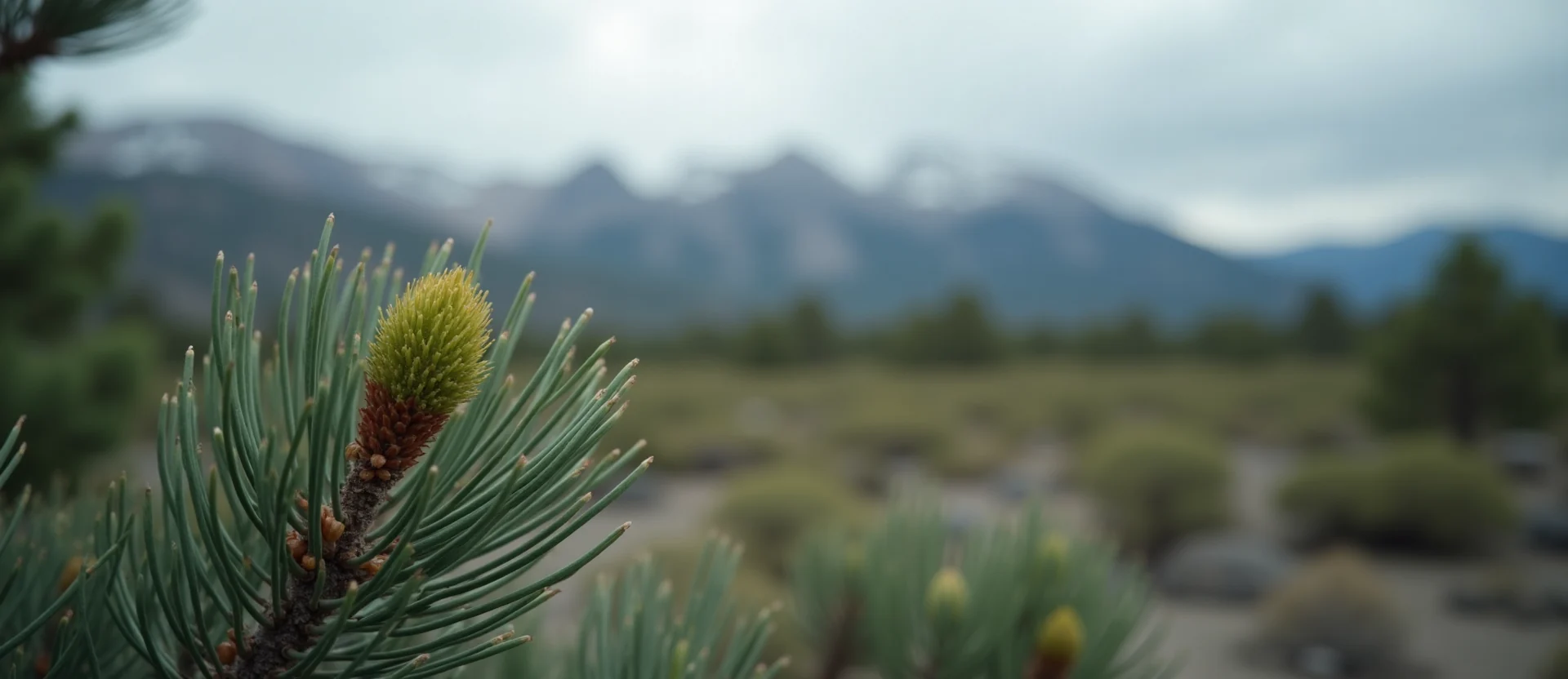 Symbolizing Seed/New Beginning: A local Sierra Juniper new green bud on a branch. - AI Generated