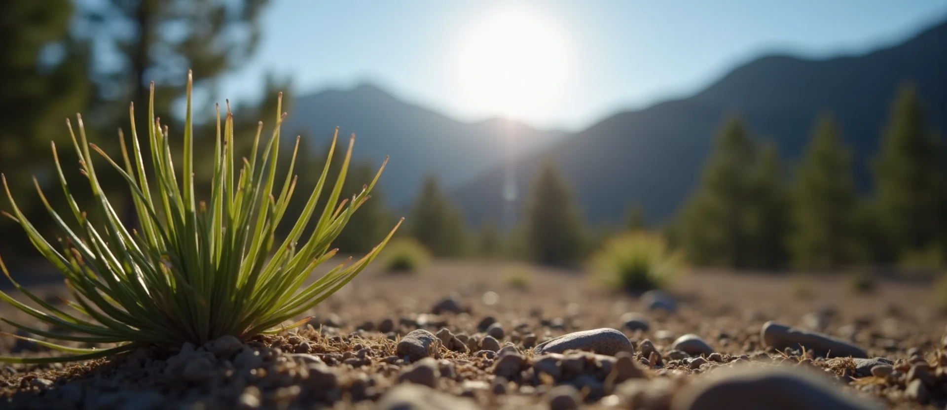 Symbolizing Seed/New Beginning: A local Sierra Juniper single pine seed on dry earth. - AI Generated