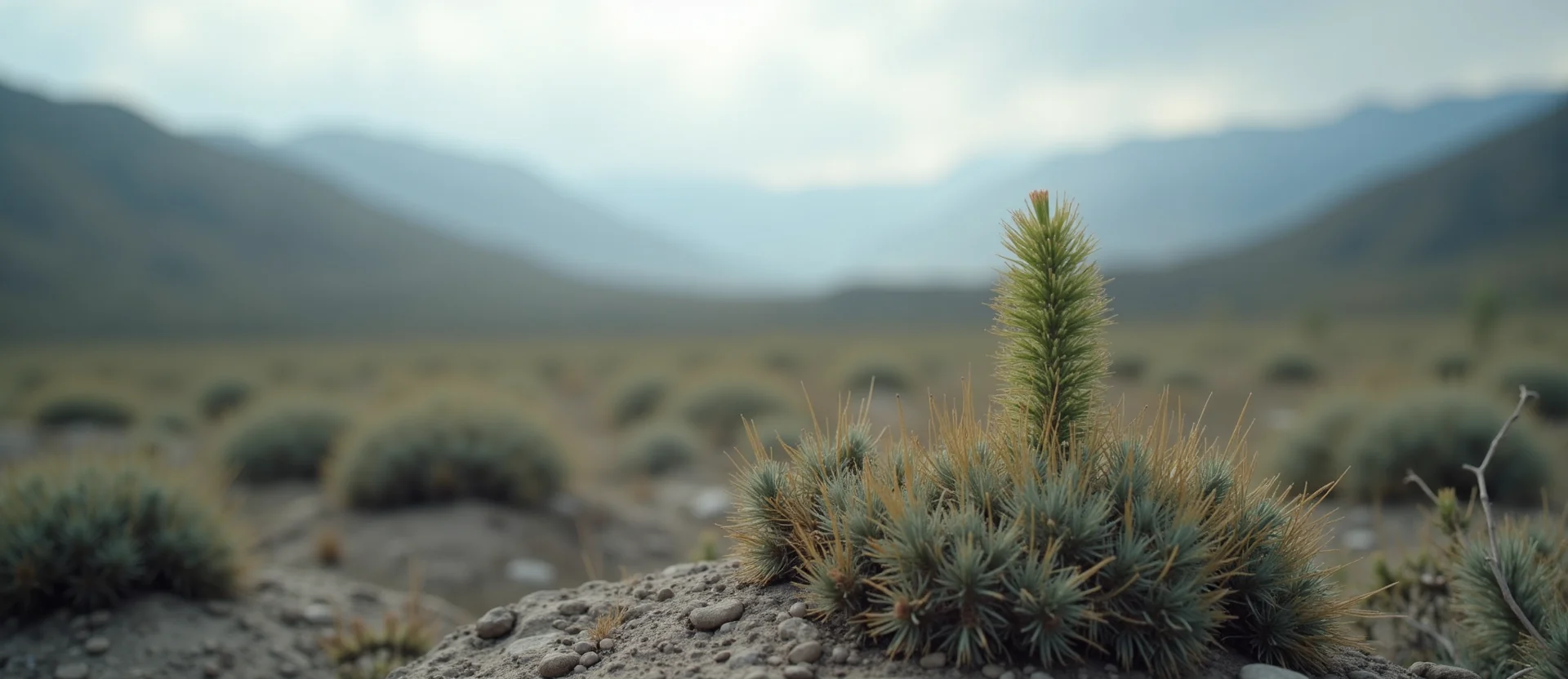 Symbolizing Seed/New Beginning: A local Sagebrush (Artemisia tridentata) sprouting sagebrush seedling. - AI Generated