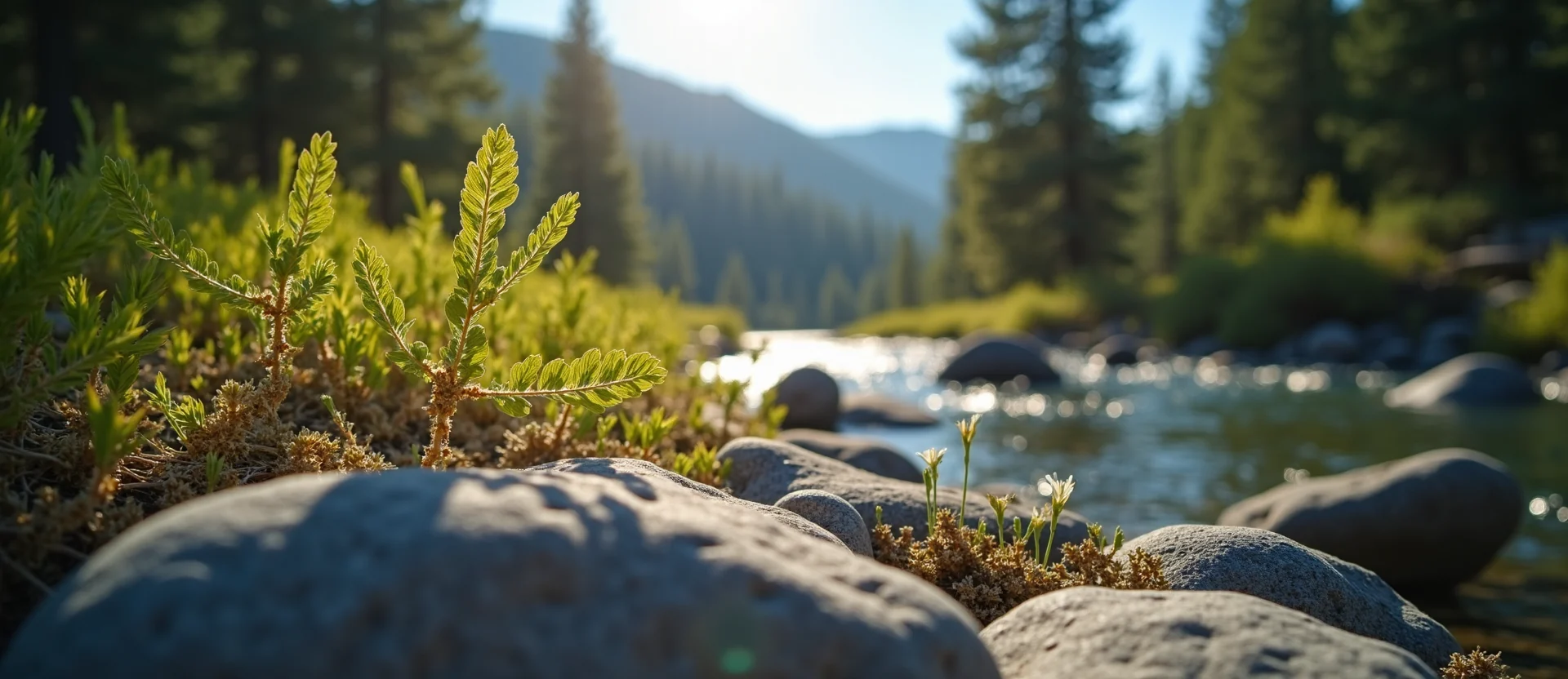 Symbolizing Flow/Cleansing: A local Ponderosa Pine smooth Truckee river stones. - AI Generated