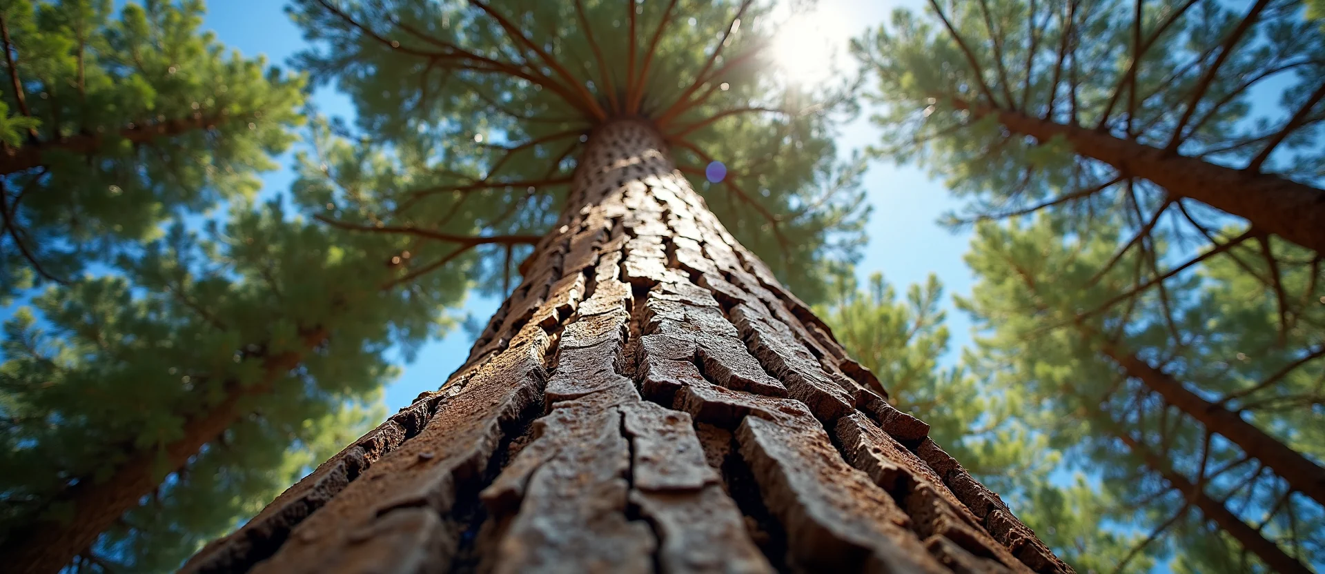 Symbolizing Growth/Resilience: A local Ponderosa Pine sturdy weathered tree trunk. - AI Generated