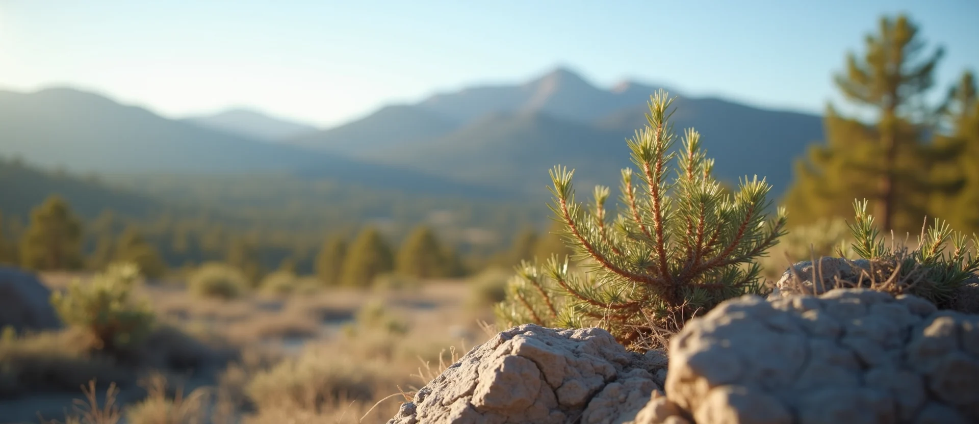 Symbolizing Identity/Local: A local Bitterbrush Sierra Nevada skyline. - AI Generated