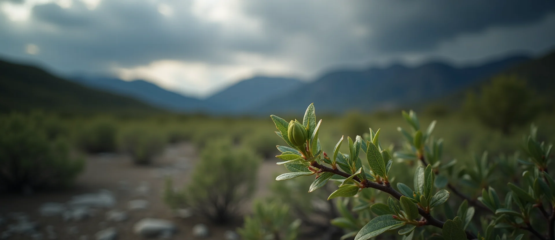 Symbolizing Seed/New Beginning: A local Manzanita new green bud on a branch. - AI Generated
