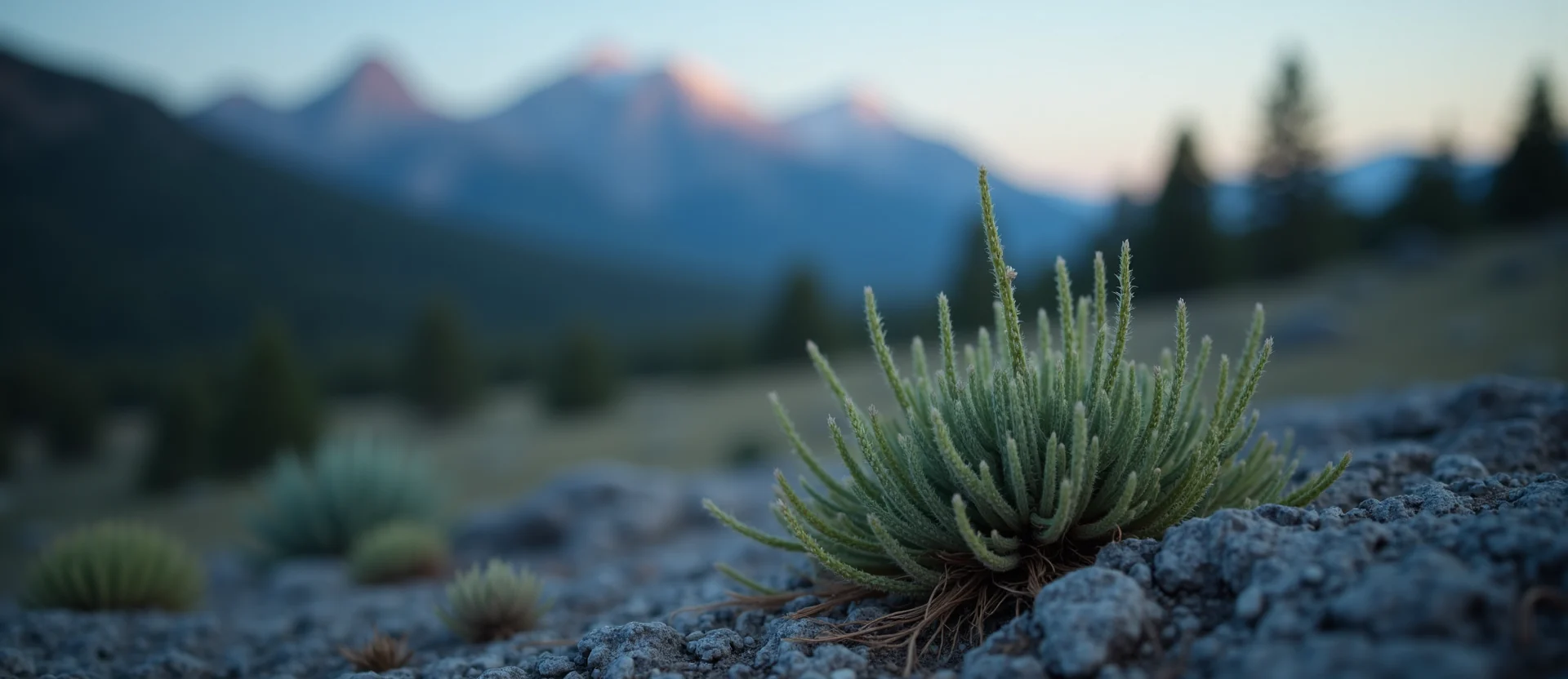 Symbolizing Seed/New Beginning: A local Ponderosa Pine sprouting sagebrush seedling. - AI Generated