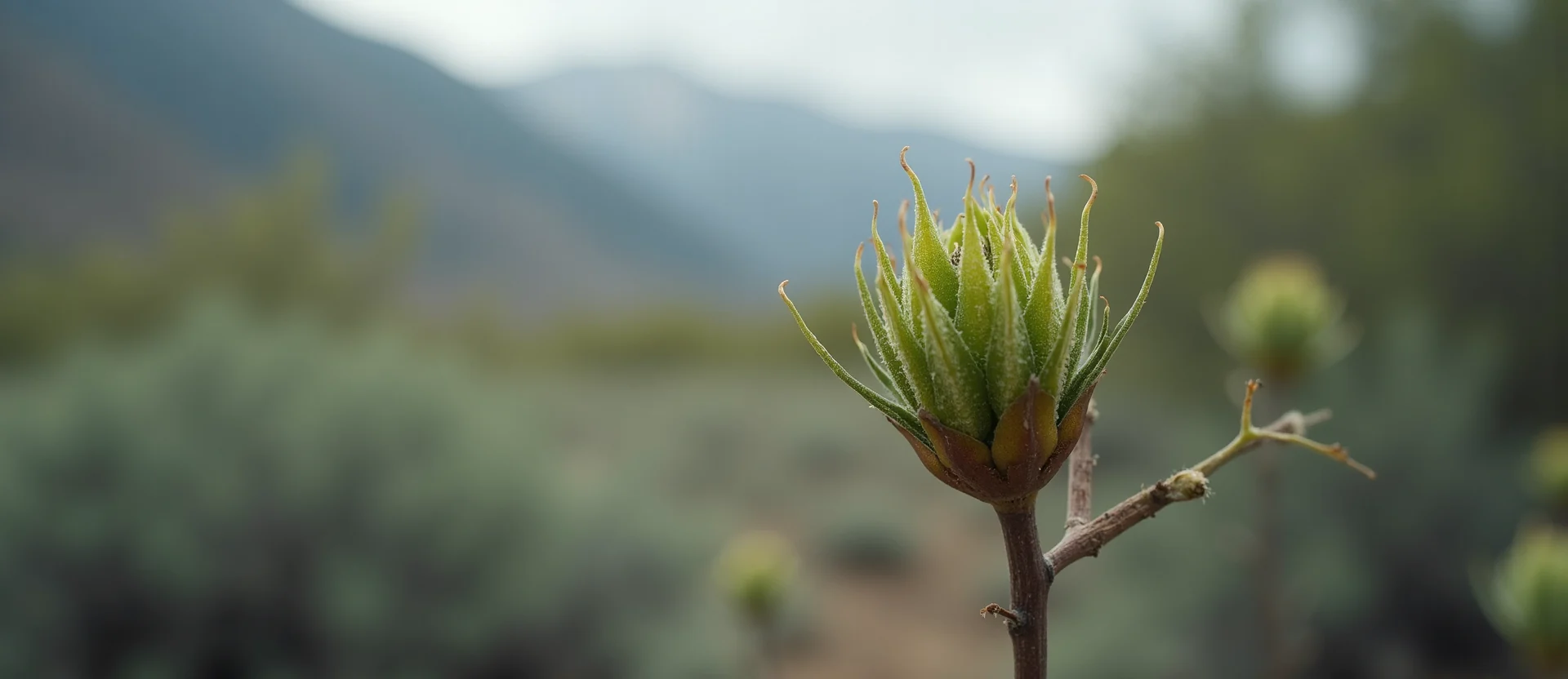 Symbolizing Seed/New Beginning: A local Rabbitbrush new green bud on a branch. - AI Generated