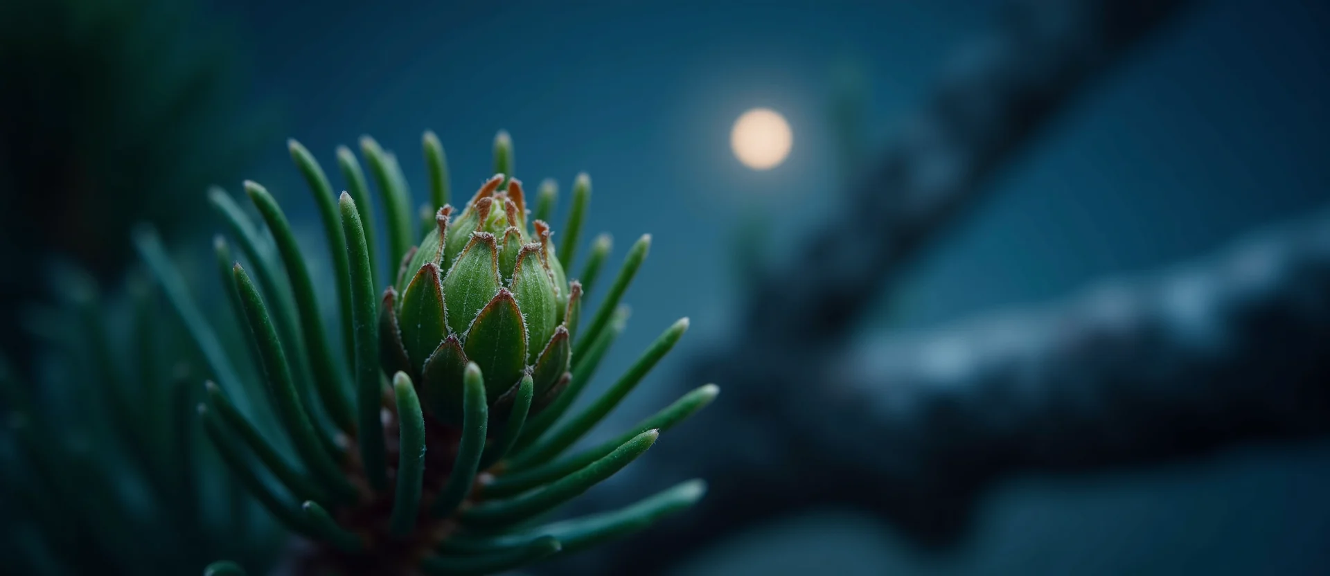 Symbolizing Seed/New Beginning: A local Sierra Juniper new green bud on a branch. - AI Generated