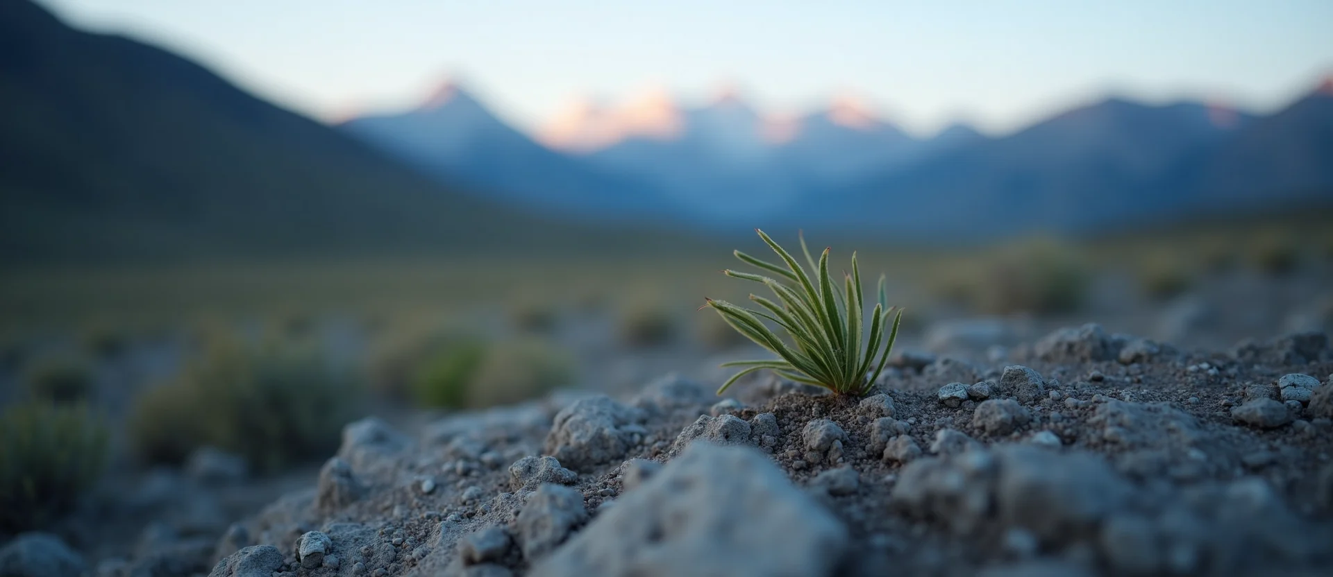 Symbolizing Seed/New Beginning: A local Bitterbrush sprouting sagebrush seedling. - AI Generated