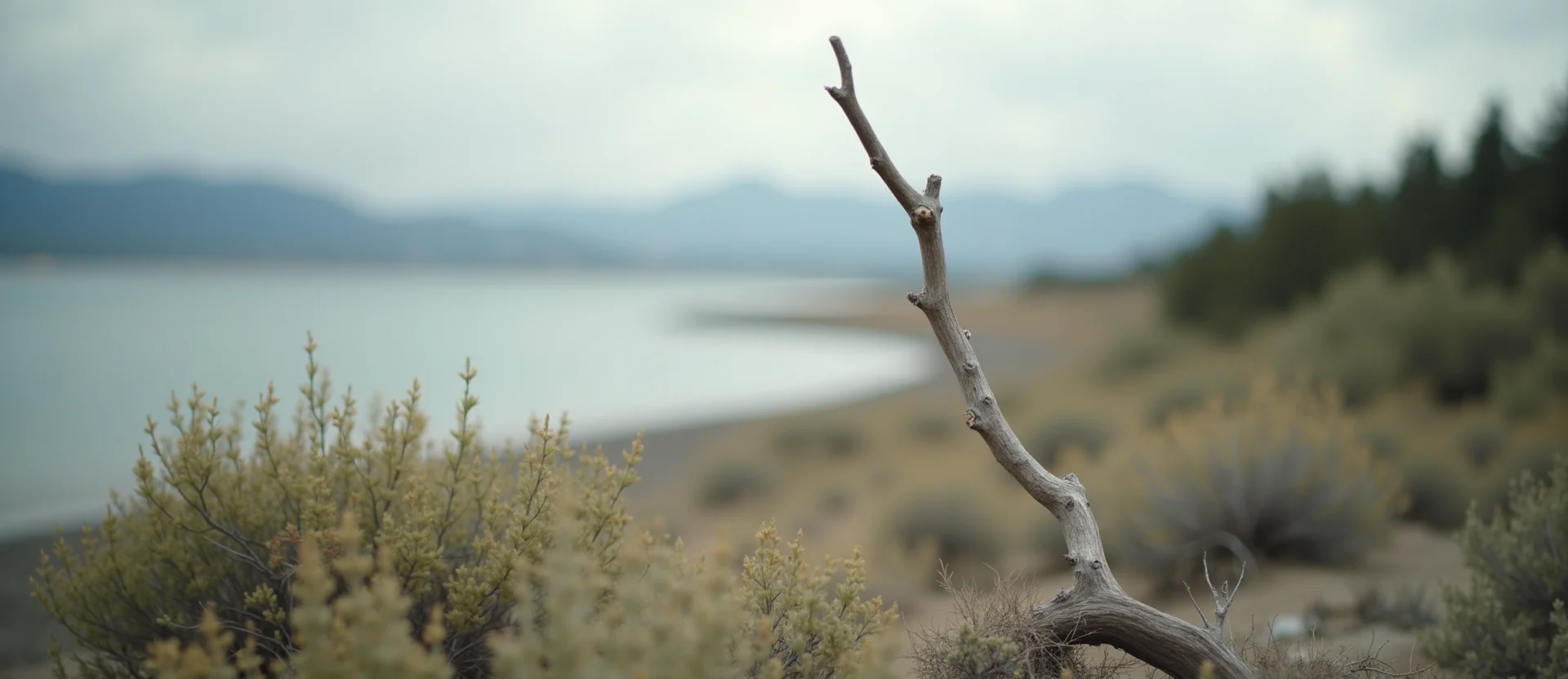 Symbolizing Growth/Resilience: A local Manzanita new branch reaching for the sky. - AI Generated