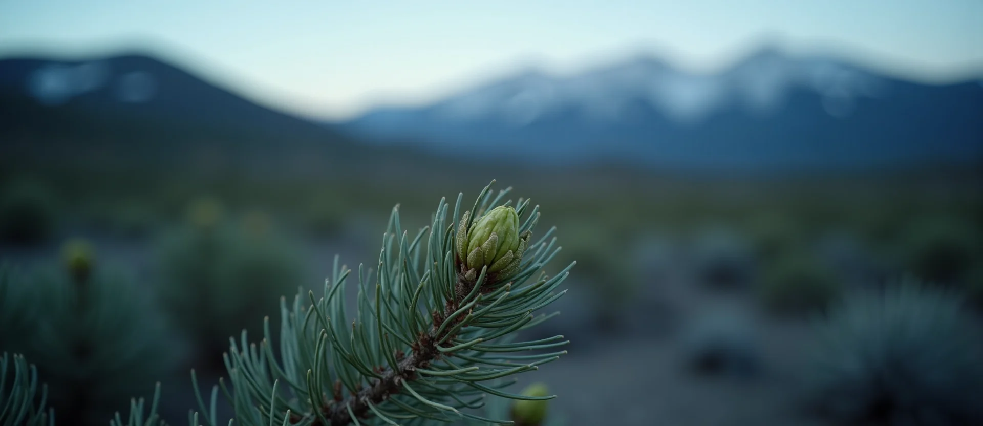 Symbolizing Seed/New Beginning: A local Sagebrush (Artemisia tridentata) new green bud on a branch. - AI Generated