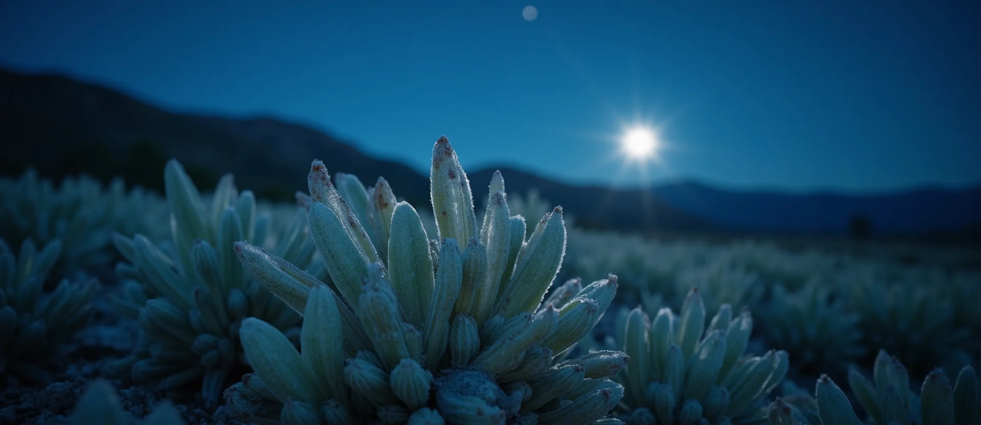 Symbolizing Identity/Local: A local Indian Paintbrush Mt. Rose foothills. - AI Generated