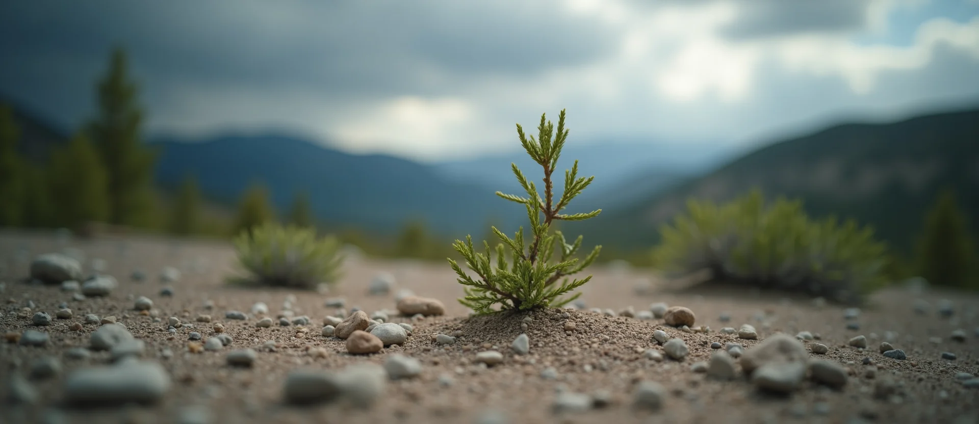 Symbolizing Growth/Resilience: A local Quaking Aspen new branch reaching for the sky. - AI Generated
