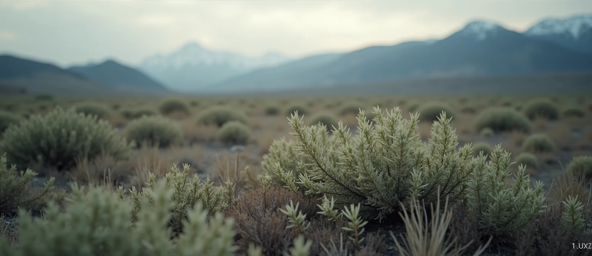 Symbolizing Stability/Peak: A local Rabbitbrush distant Sierra horizon. - AI Generated
