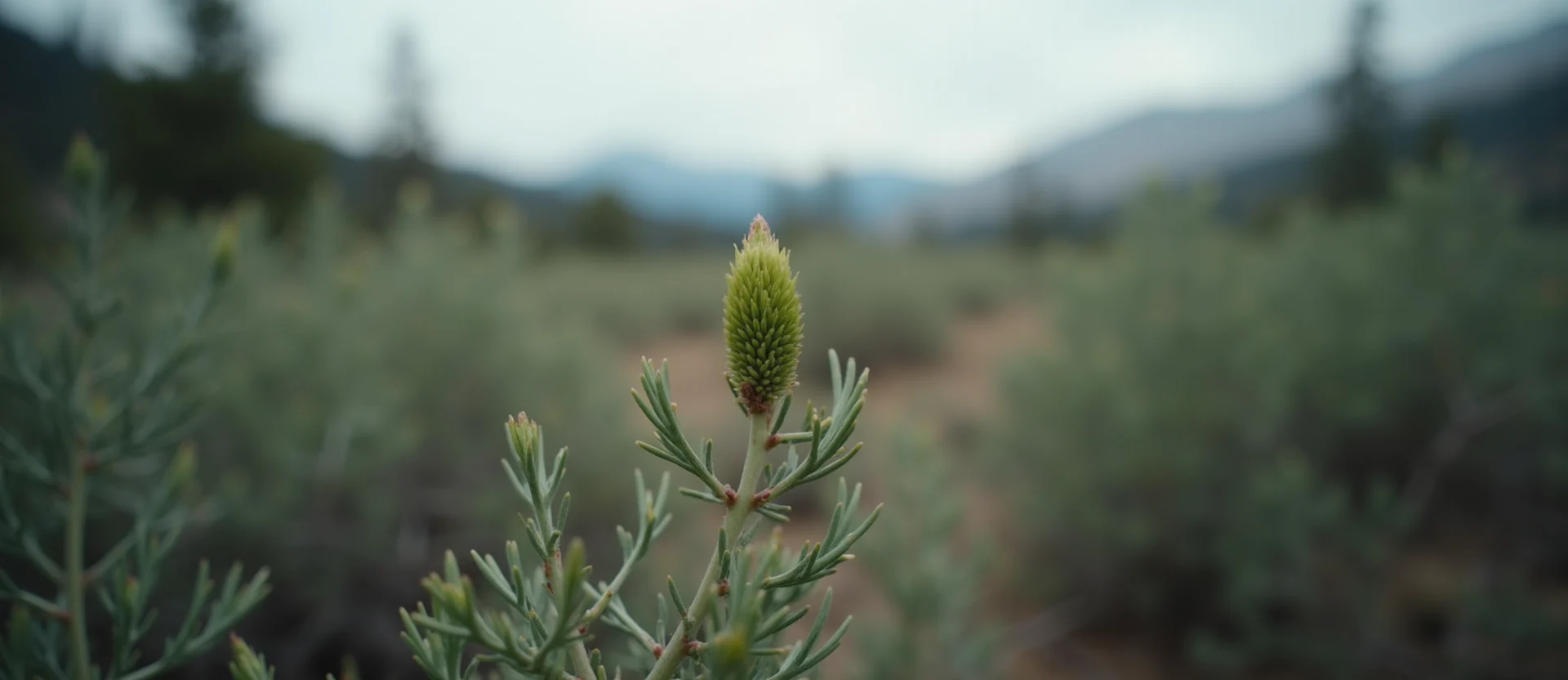 Symbolizing Seed/New Beginning: A local Sagebrush (Artemisia tridentata) new green bud on a branch. - AI Generated