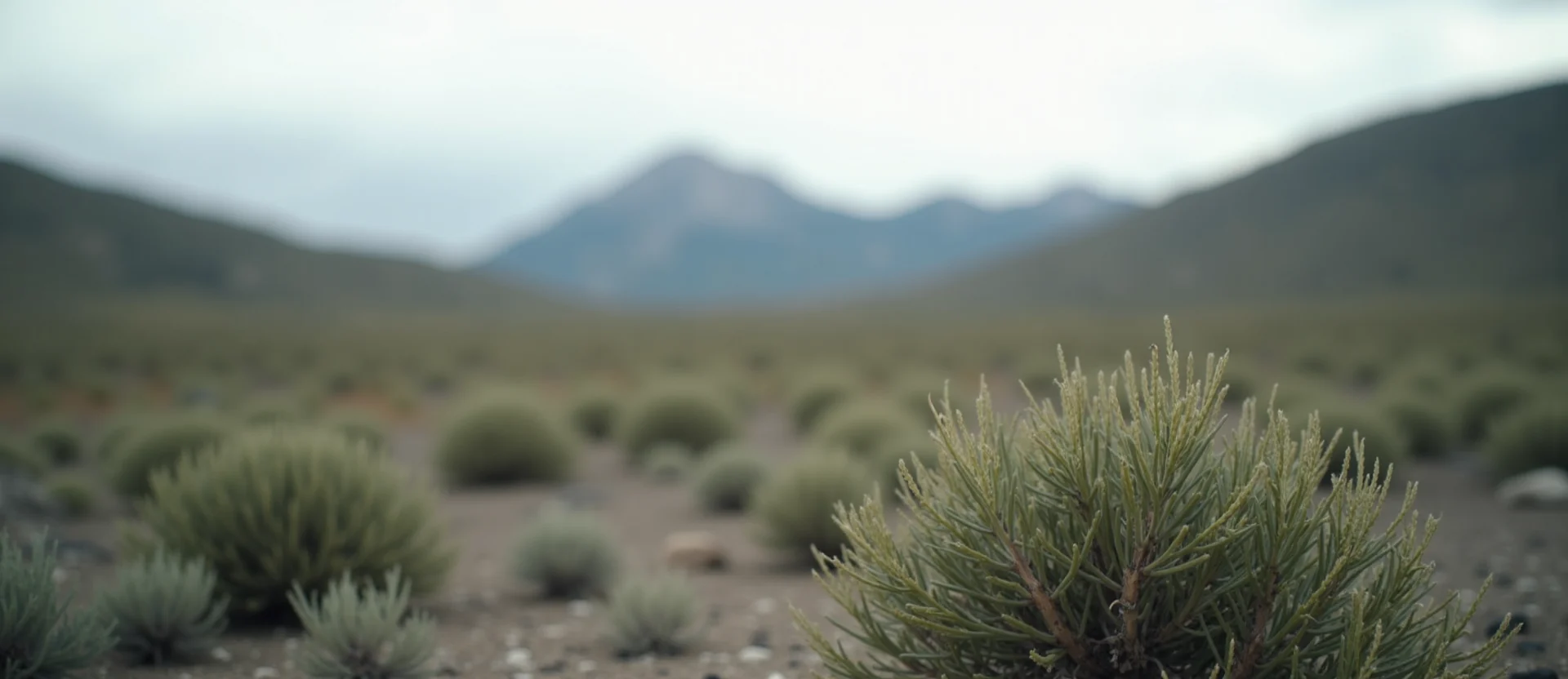 Symbolizing Identity/Local: A local Rabbitbrush Peavine Mountain silhouette. - AI Generated