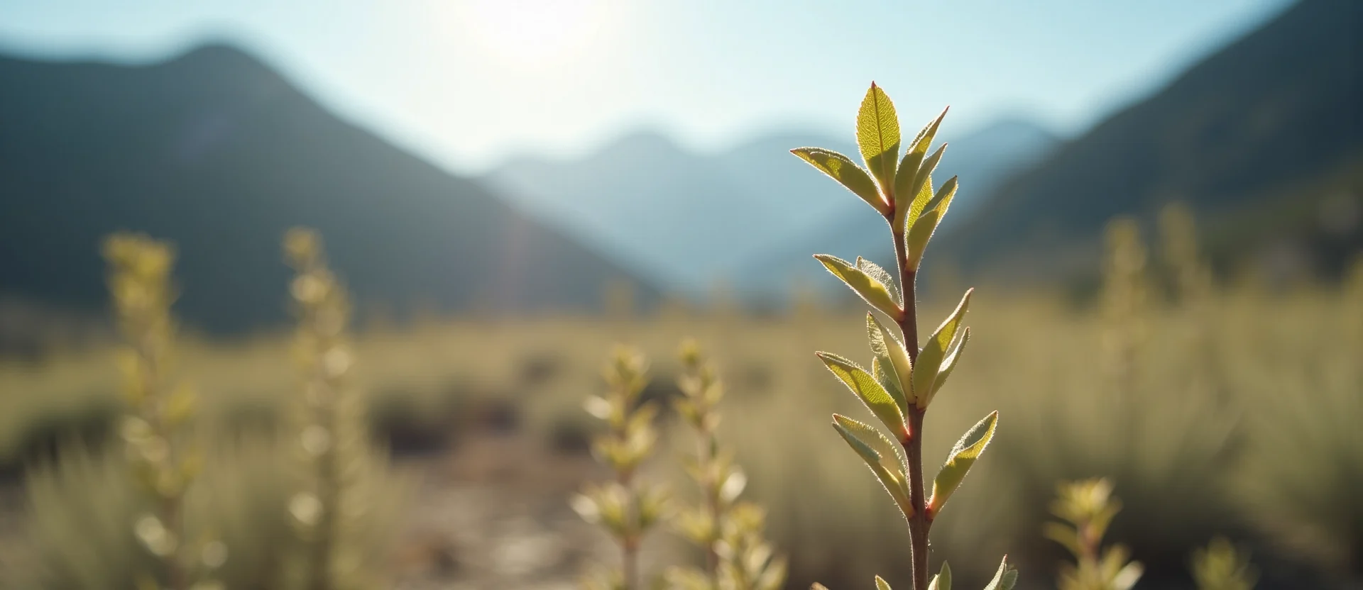 Symbolizing Growth/Resilience: A local Rabbitbrush new branch reaching for the sky. - AI Generated