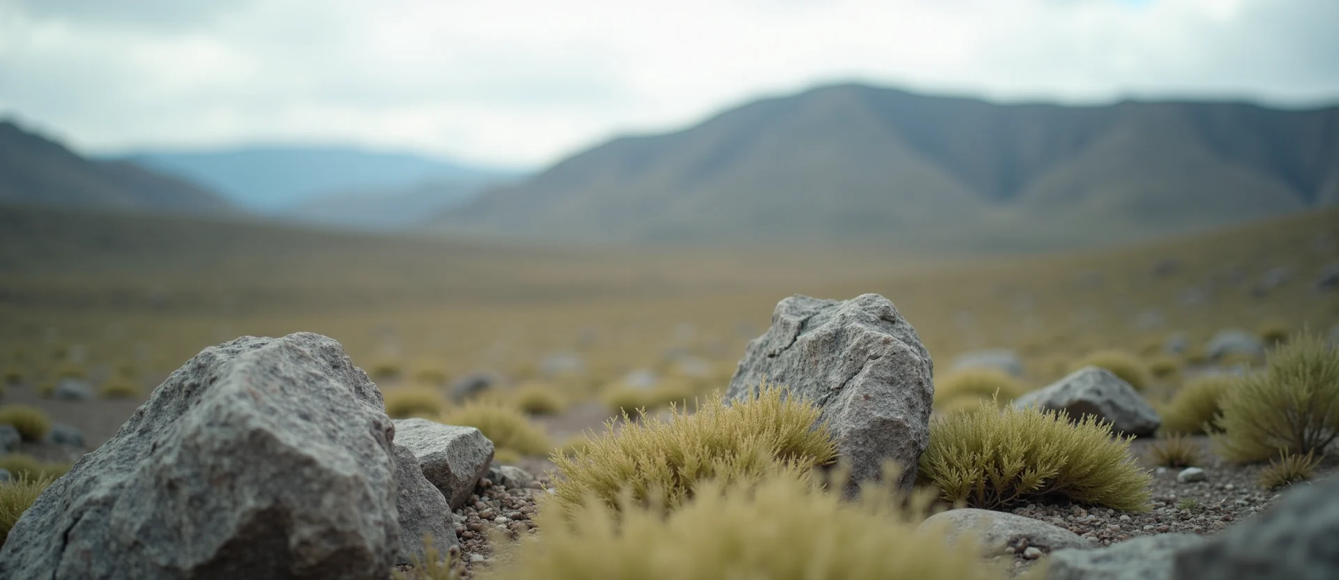 Symbolizing Identity/Local: A local Rabbitbrush Mt. Rose foothills. - AI Generated