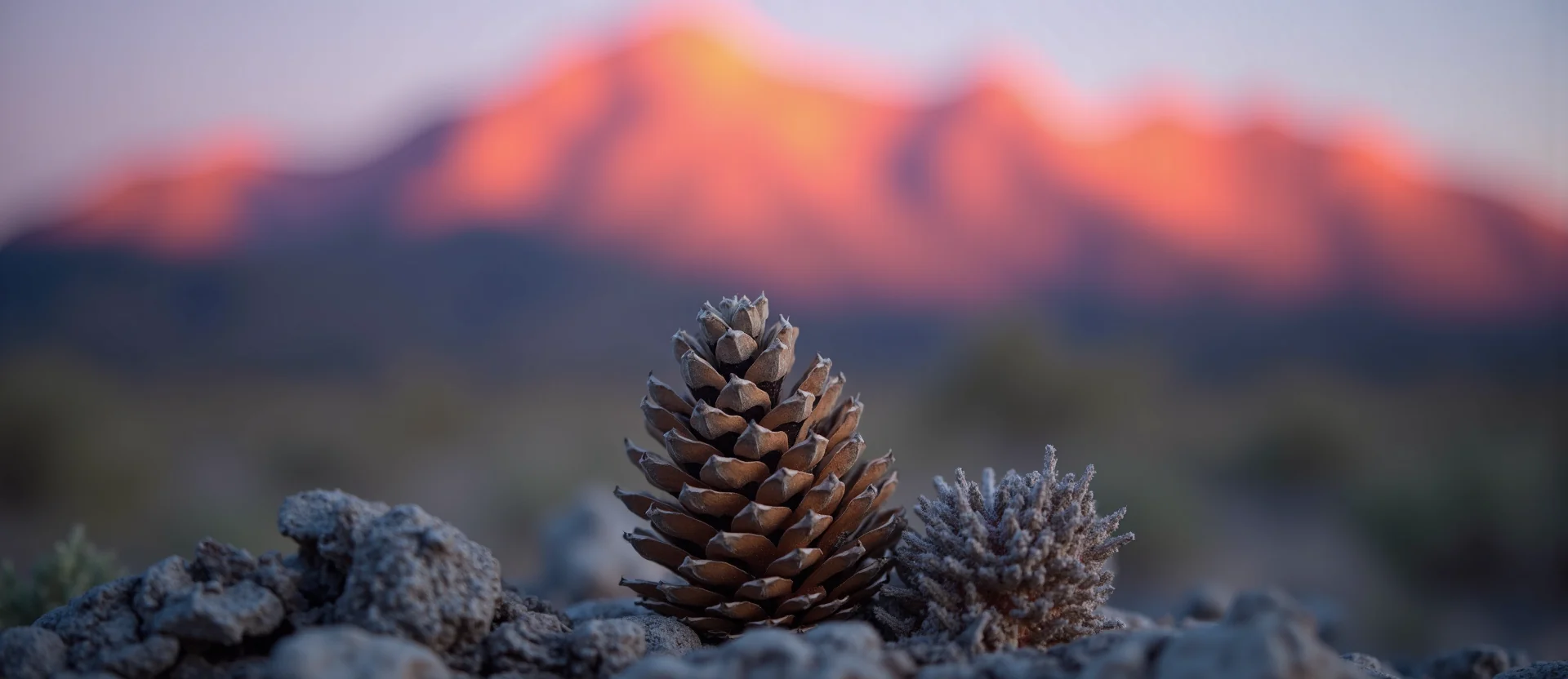 Symbolizing Seed/New Beginning: A local Desert Peach opening pine cone. - AI Generated