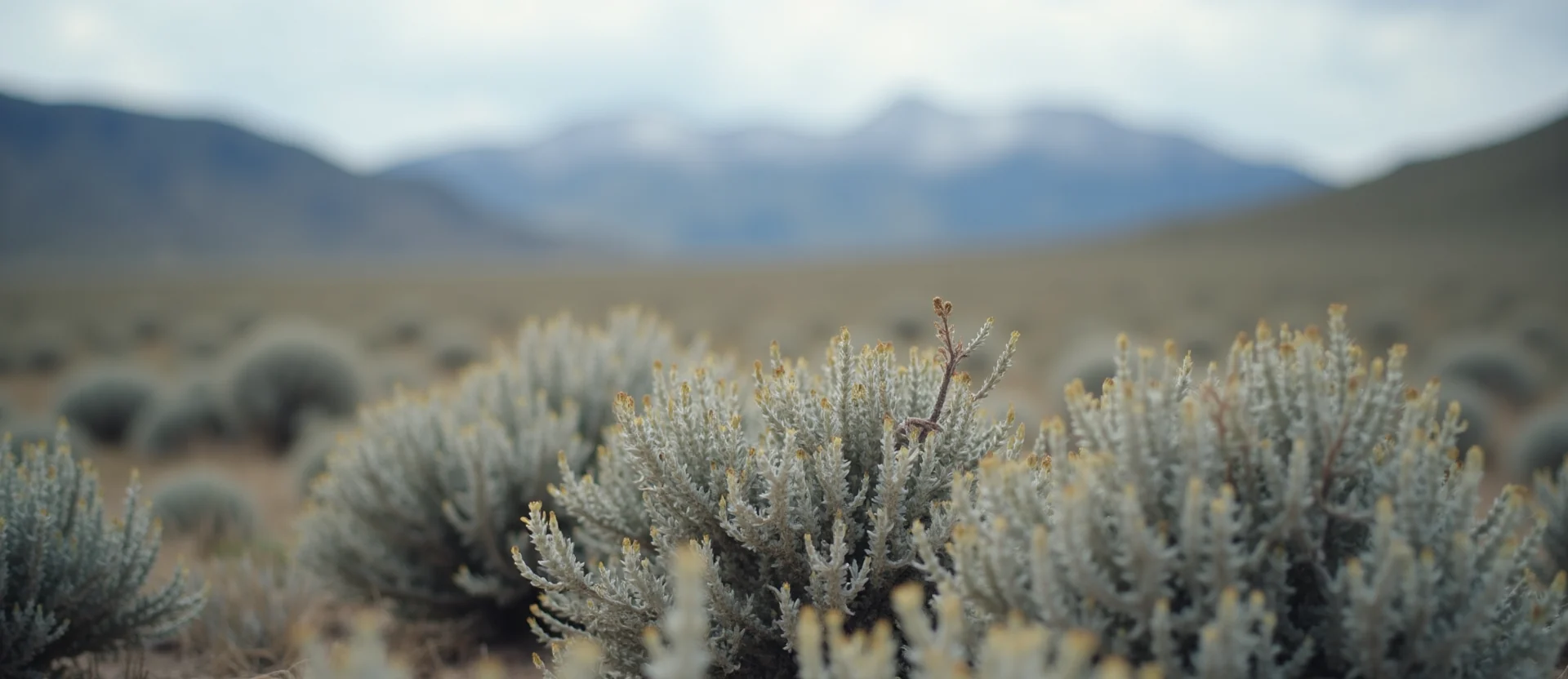 Symbolizing Identity/Local: A local Rabbitbrush Sierra Nevada skyline. - AI Generated