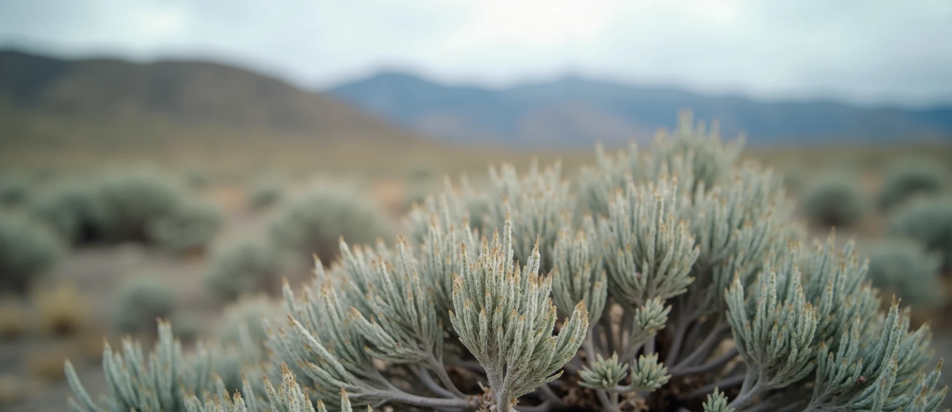 Symbolizing Identity/Local: A local Bitterbrush Mt. Rose foothills. - AI Generated