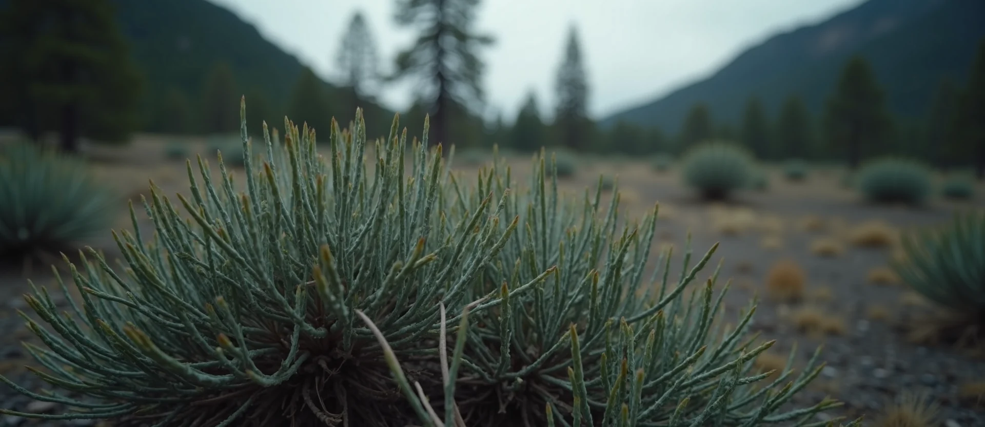 Symbolizing Flow/Cleansing: A local Ponderosa Pine raindrops on desert leaves. - AI Generated