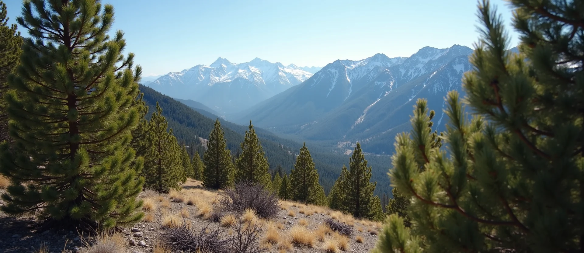 Symbolizing Identity/Local: A local Sierra Juniper High Desert vista. - AI Generated