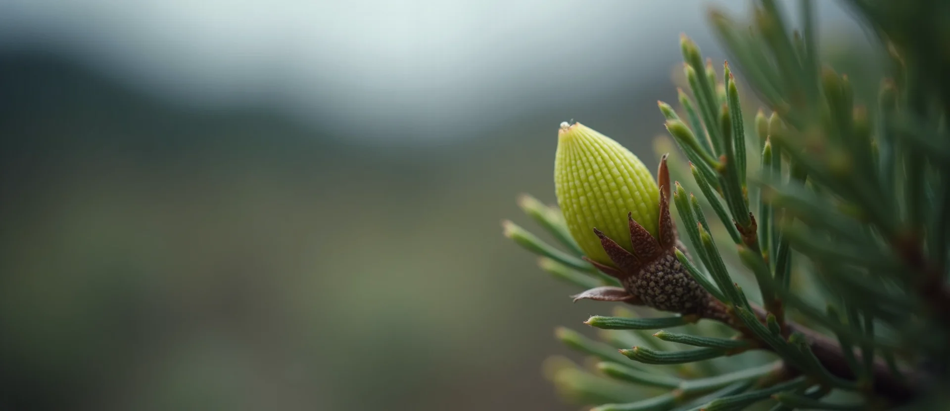 Symbolizing Seed/New Beginning: A local Ponderosa Pine new green bud on a branch. - AI Generated