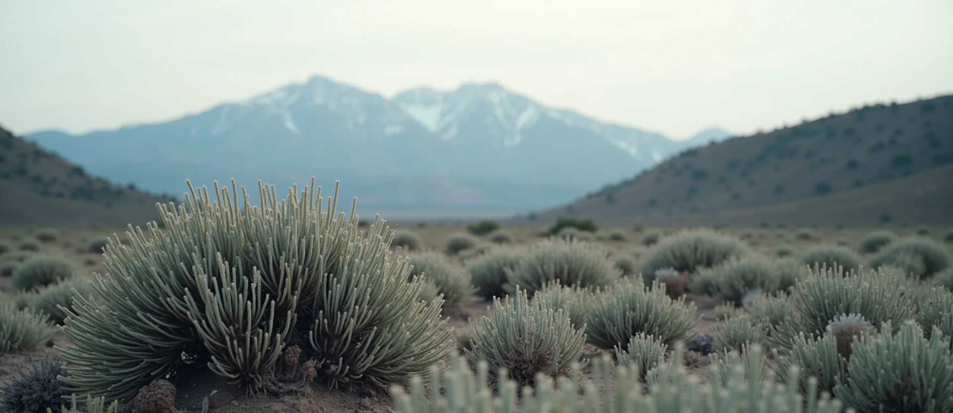 Symbolizing Identity/Local: A local Rabbitbrush Peavine Mountain silhouette. - AI Generated