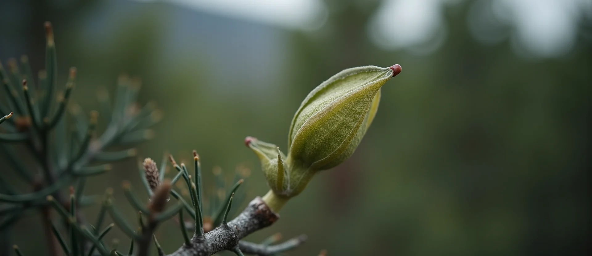 Symbolizing Seed/New Beginning: A local Ponderosa Pine new green bud on a branch. - AI Generated