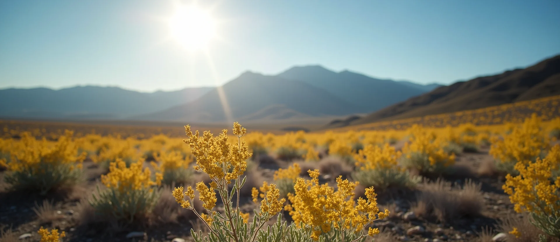 Symbolizing Identity/Local: A local Indian Paintbrush Mt. Rose foothills. - AI Generated