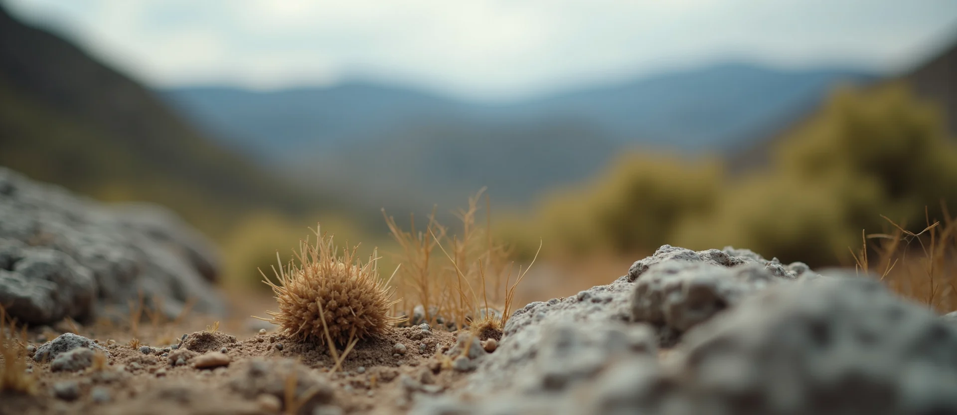 Symbolizing Seed/New Beginning: A local Indian Paintbrush single pine seed on dry earth. - AI Generated