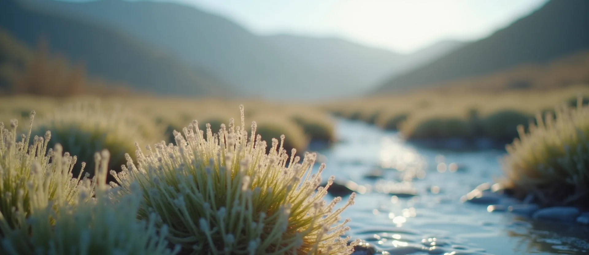 Symbolizing Identity/Local: A local Rabbitbrush Washoe Valley floor. - AI Generated