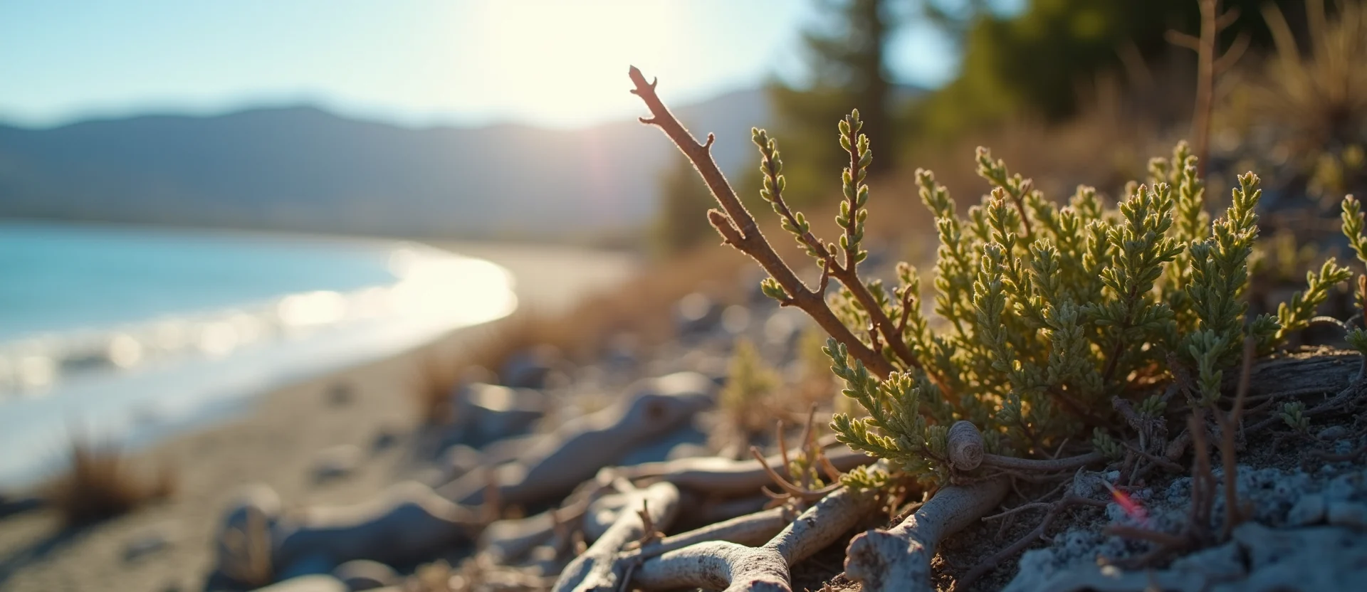 Symbolizing Growth/Resilience: A local Manzanita new branch reaching for the sky. - AI Generated