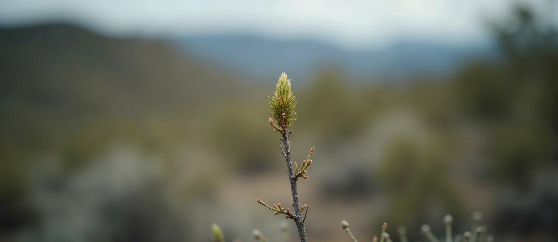 Symbolizing Seed/New Beginning: A local Manzanita new green bud on a branch. - AI Generated